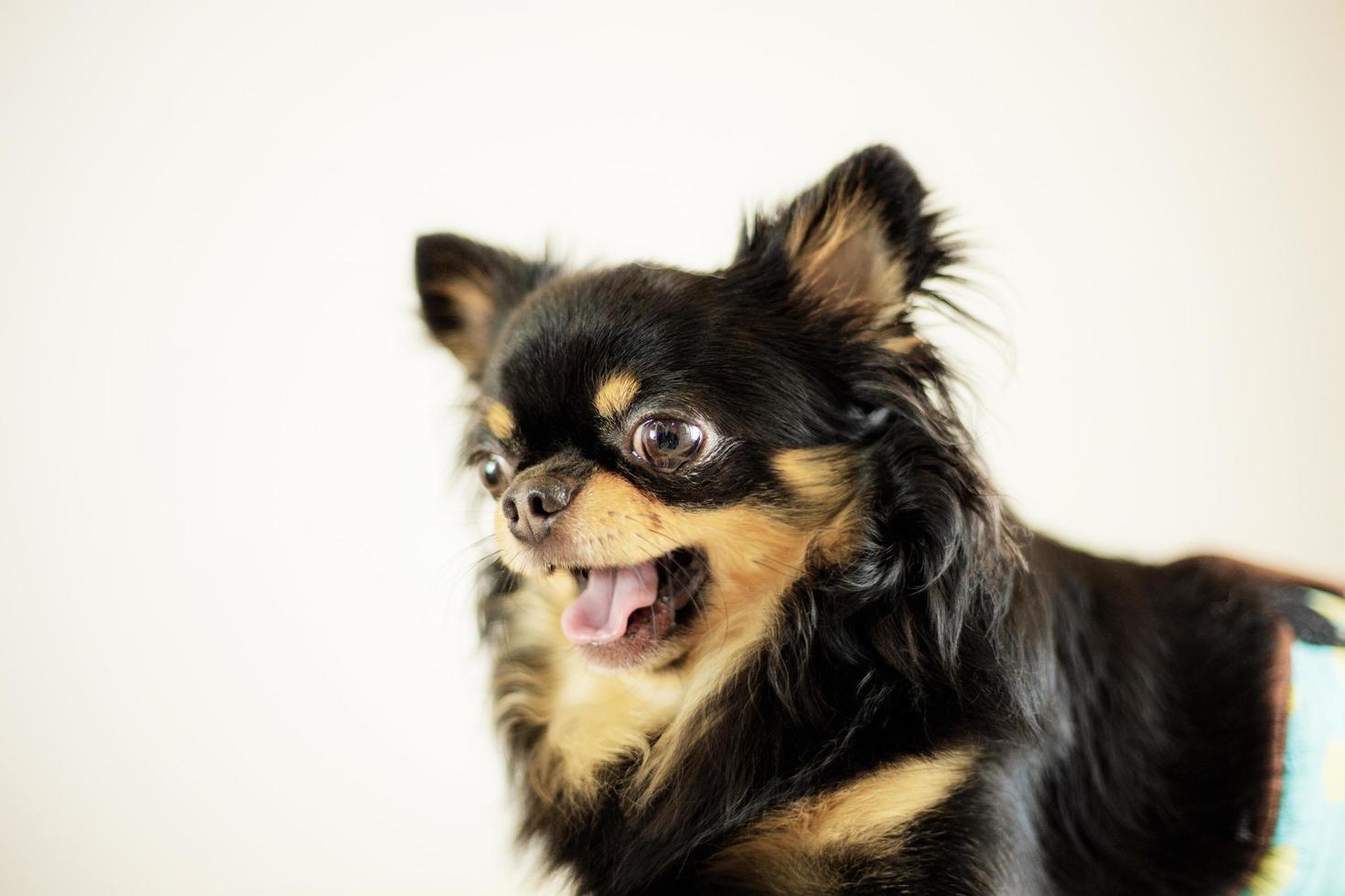 cachorro com fundo branco foto