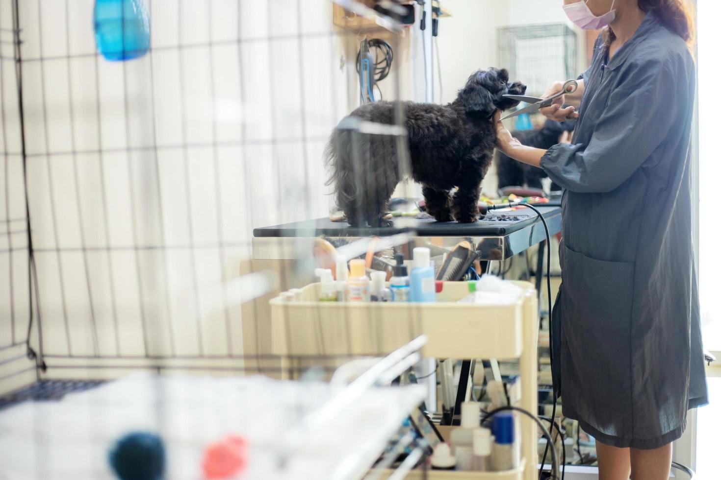 mulher cortando cabelo de cachorro e limpando em pet shop foto