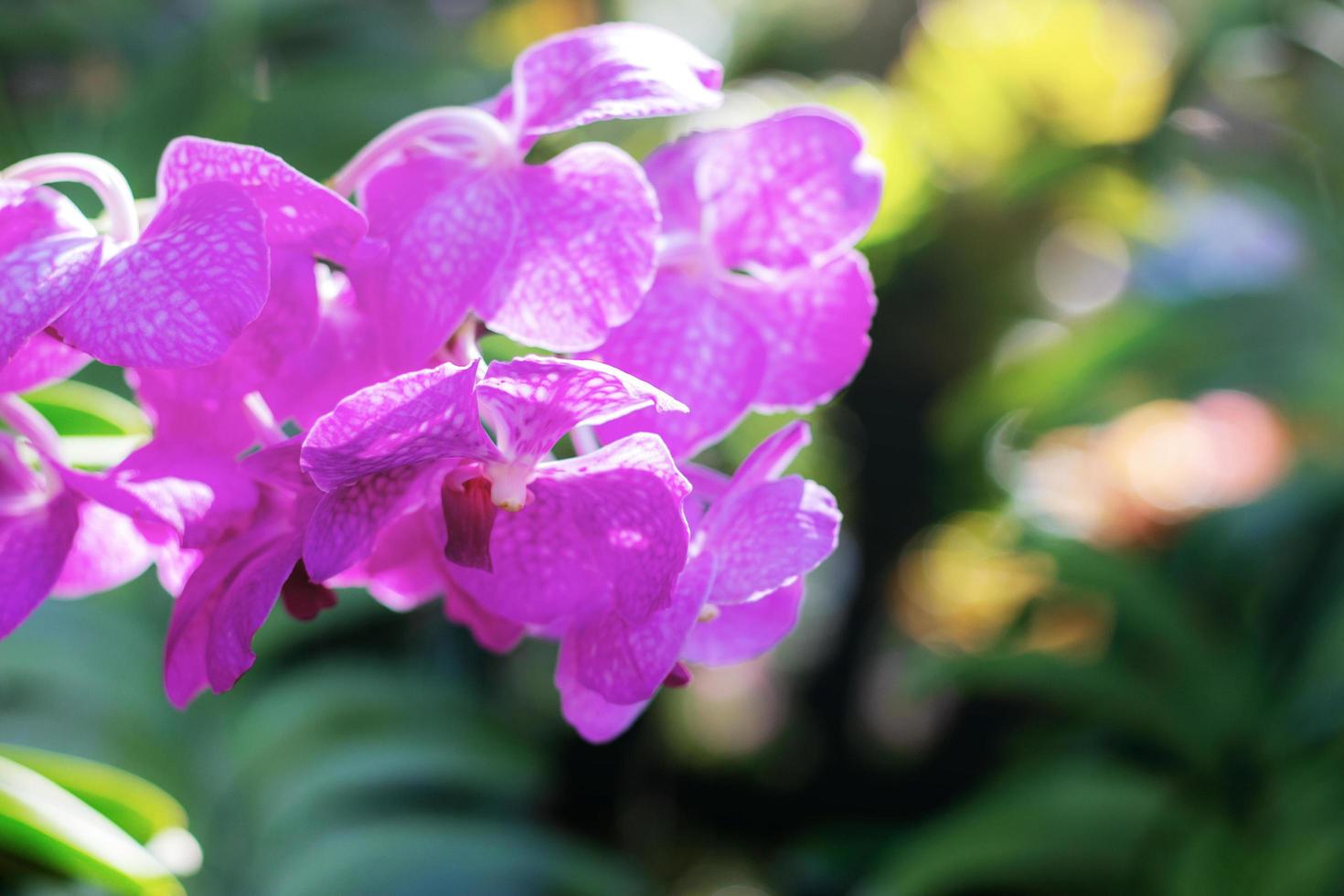 orquídea roxa com desfoque de fundo foto