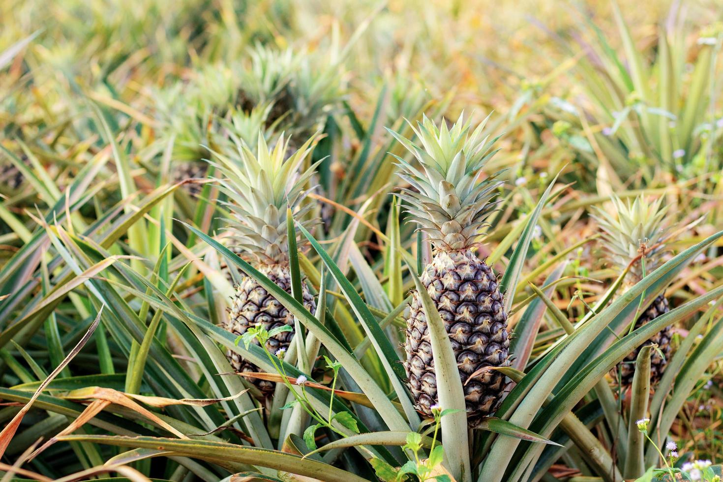 abacaxis em árvore em fazenda foto