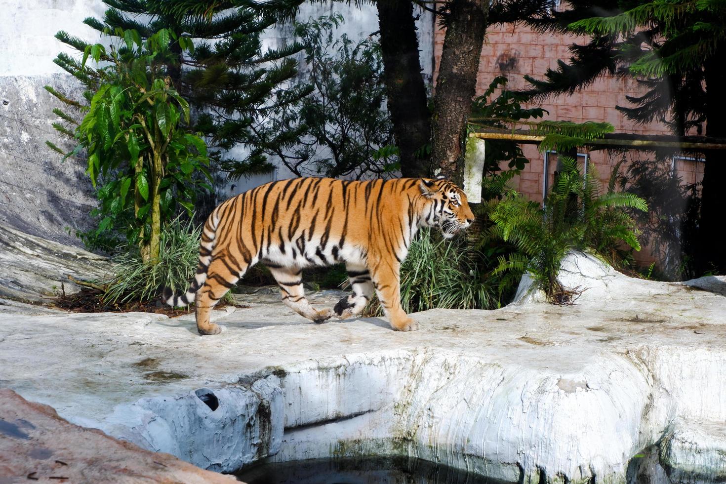 seletivo foco do siberian tigres quem estão caminhando vagaroso dentro seus gaiolas. foto