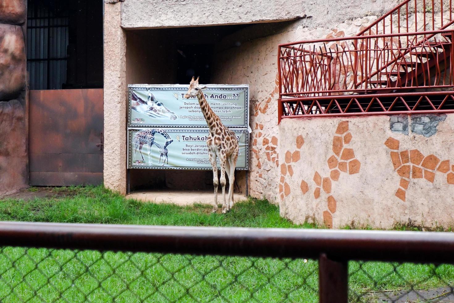 seletivo foco do girafas quem estão abrigo a partir de a chuva. foto