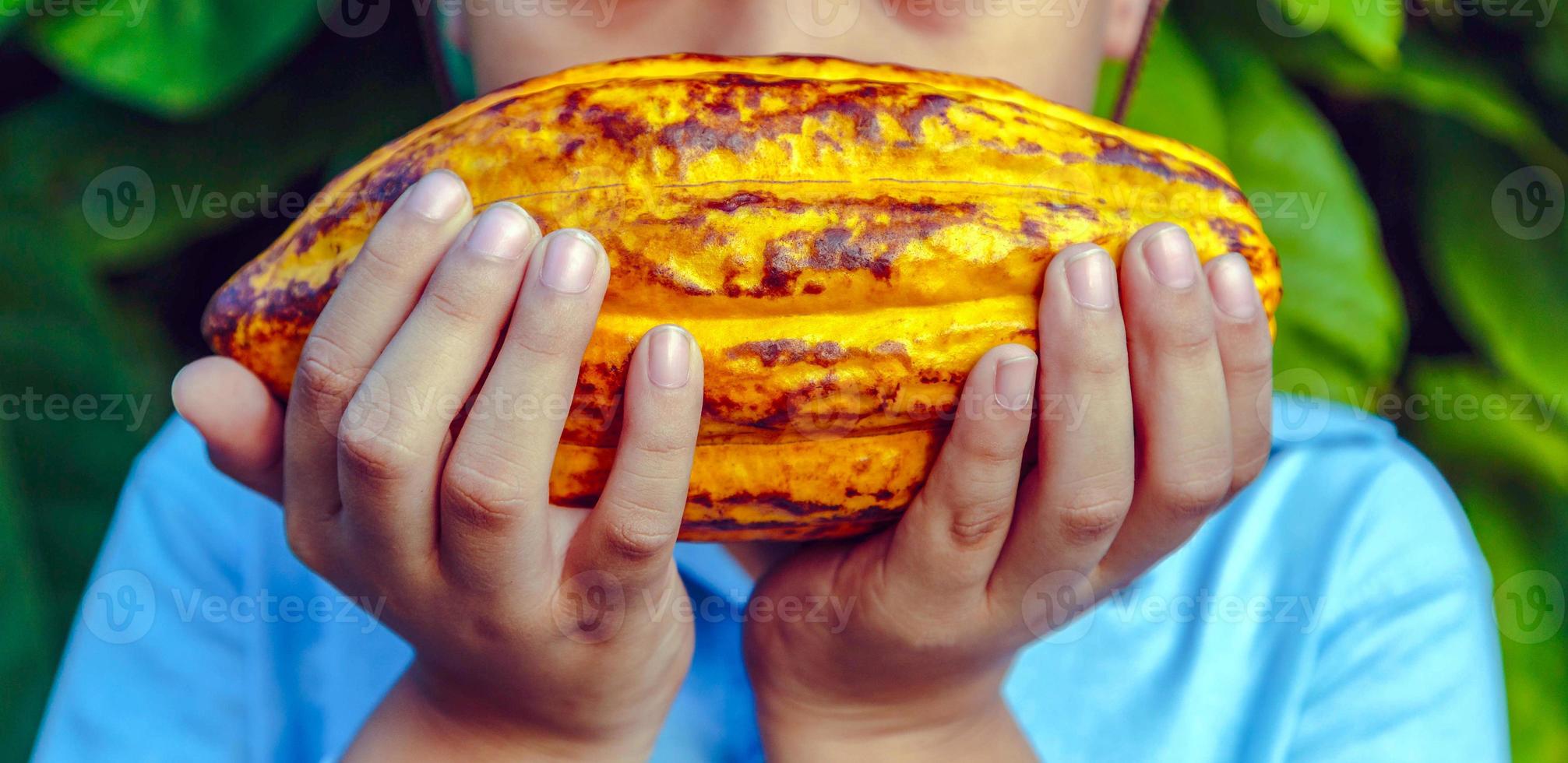 agricultura amarelo maduro cacau vagens dentro a mãos do uma Garoto agricultor, colhido dentro uma cacau plantação foto