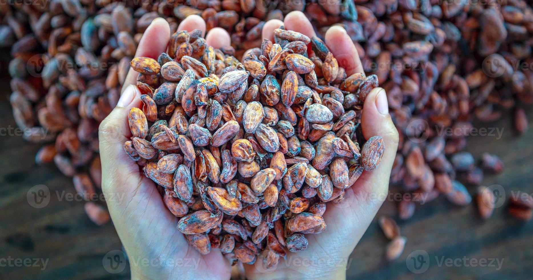 topo Visão do seco Castanho cacau feijões dentro a mãos do agricultores, cru material para fazer chocolate. foto