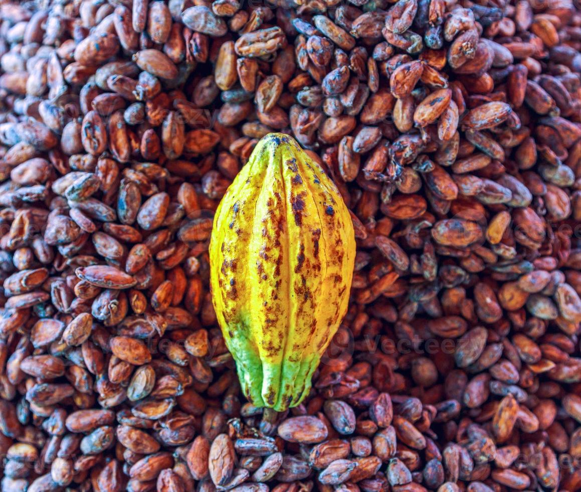 grãos de cacau marrons aromáticos e sementes de cacau com matérias-primas maduras amarelas de cacau de chocolat como pano de fundo foto