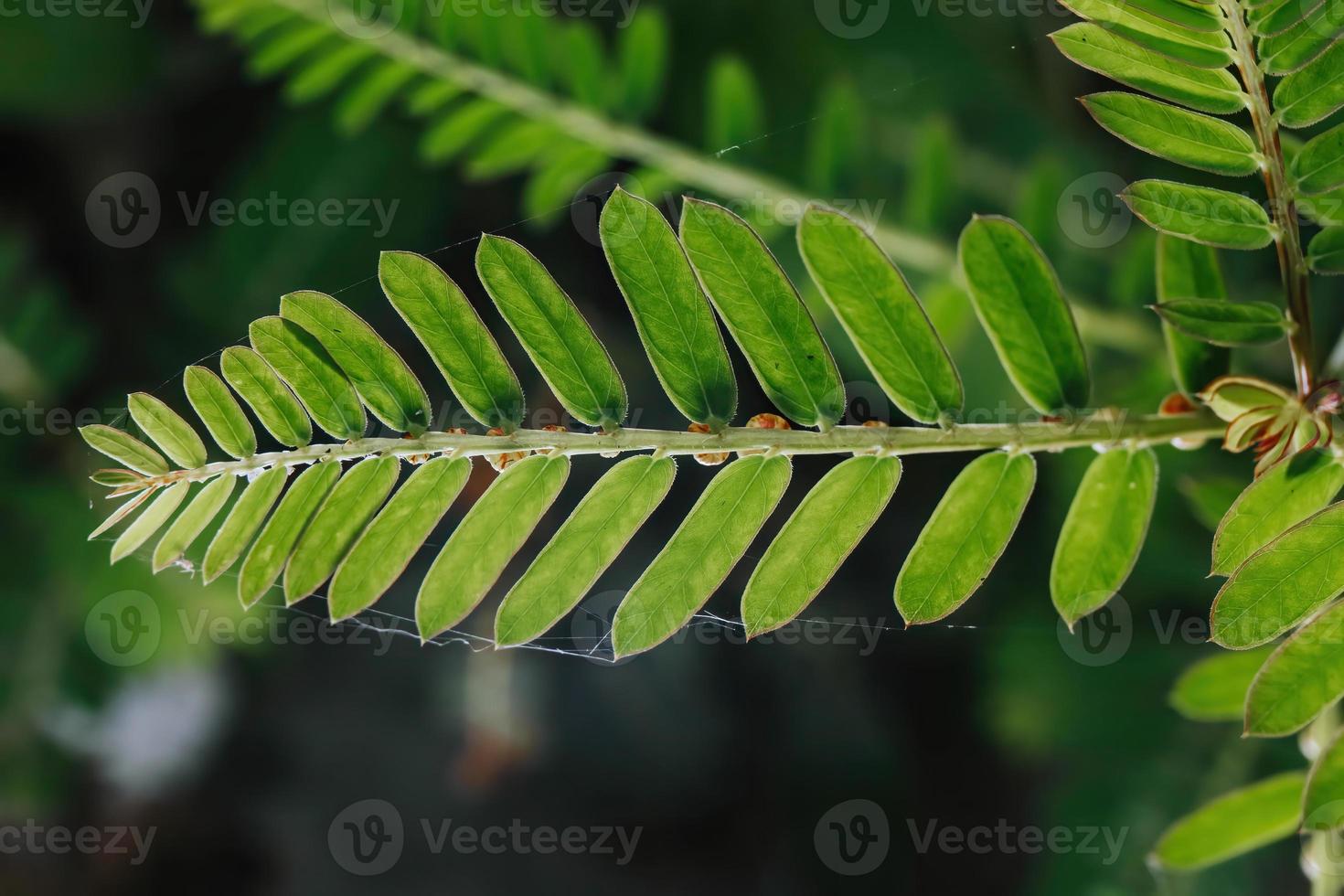 verde samambaia folhas com textura foto