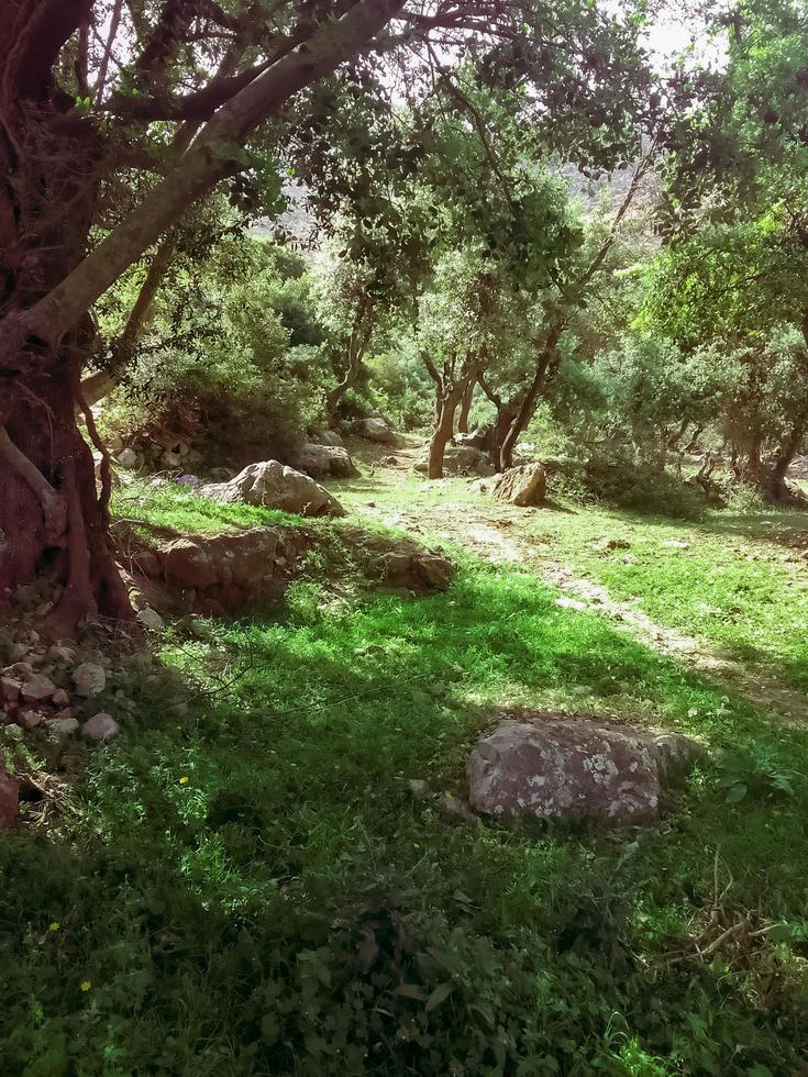 experiência a tranquilidade e serenidade do natureza dentro a campo Como você aquecer dentro a sombras do a exuberante paisagens uma viagem para dentro a coração do rural Paz e magnífico beleza foto