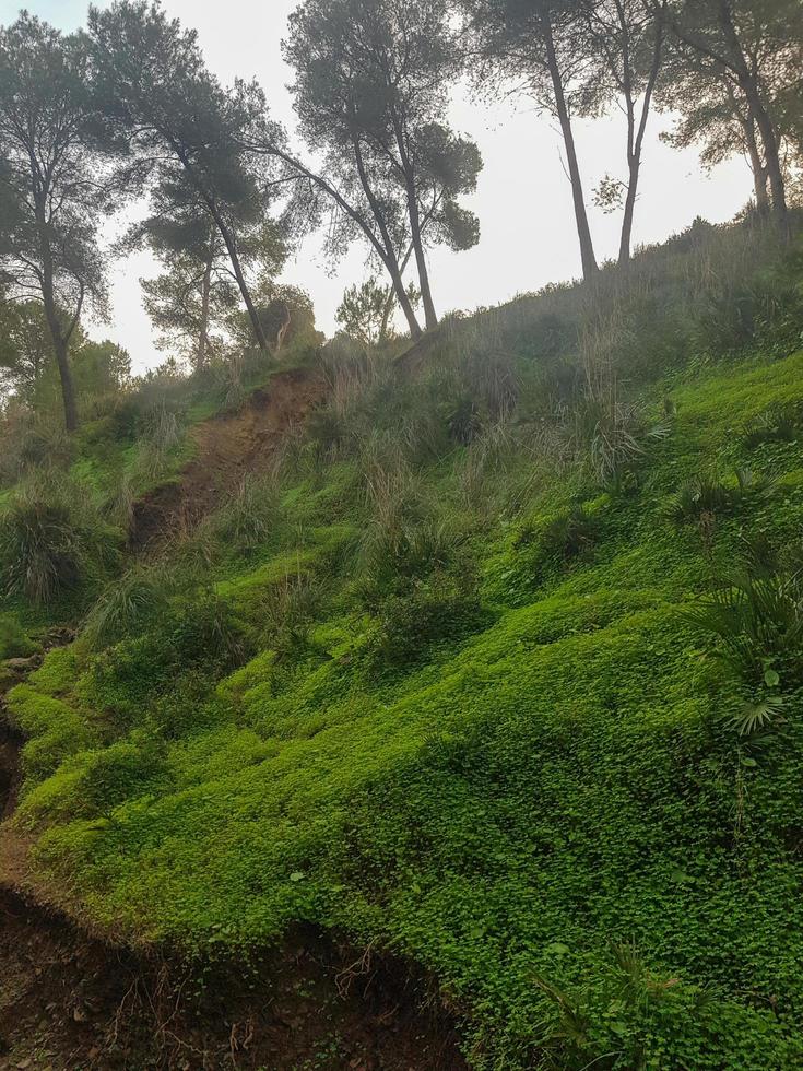 explorar a panorama do natural montanha Relva foto