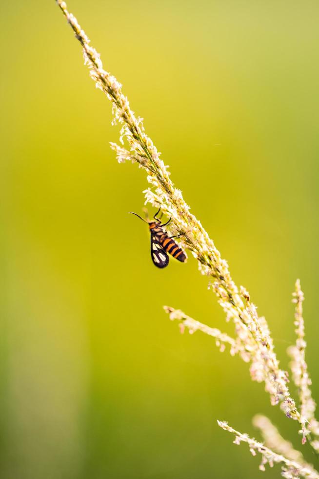 macro close-up de um inseto em uma flor foto