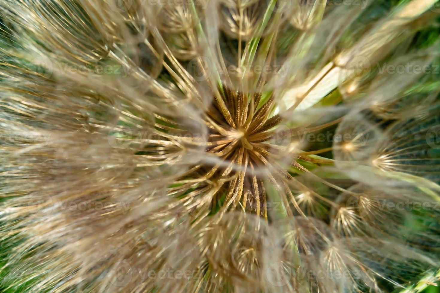 dente-de-leão de sementes de flores silvestres em prado de fundo foto