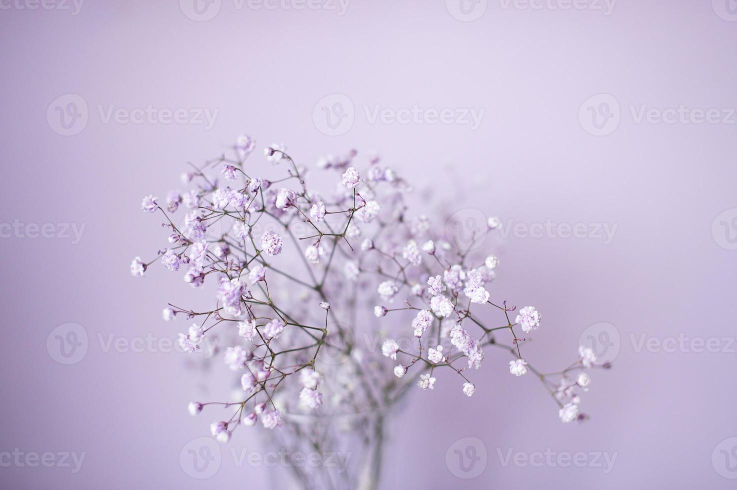 pequeno roxa e branco Gypsophila flores ficar de pé dentro uma vaso em uma lilás fundo foto