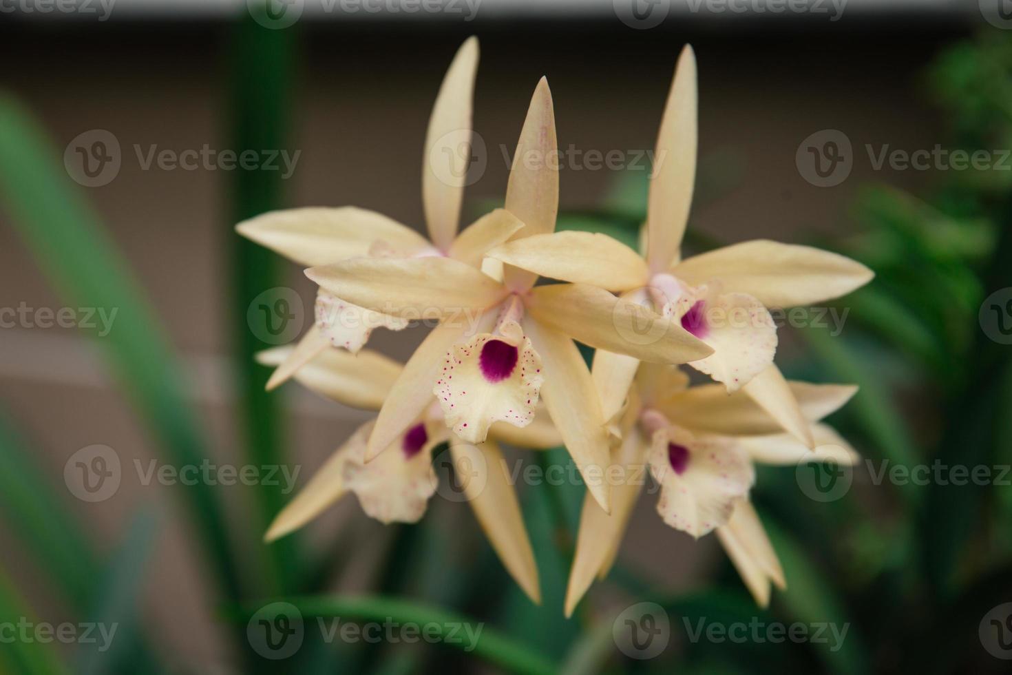 foto do orquídea flor florescendo dentro a jardim