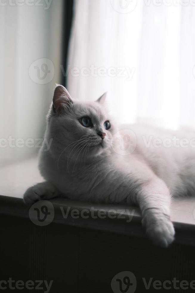 branco gatinho deitado em peitoril da janela foto