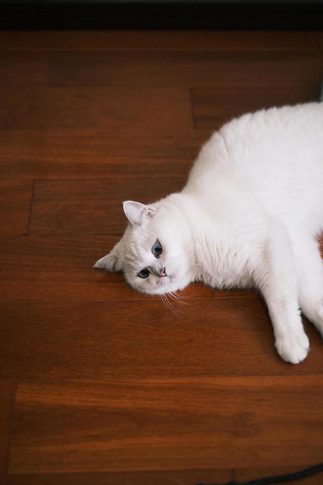 branco gato deitado vagaroso dentro de casa foto