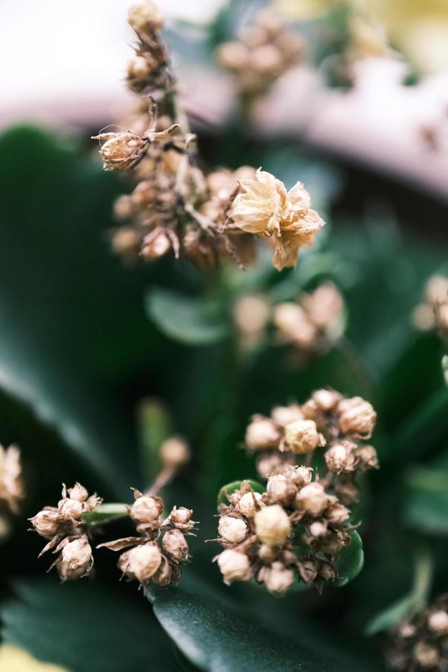 murcha rico azaléias com verde folhas foto