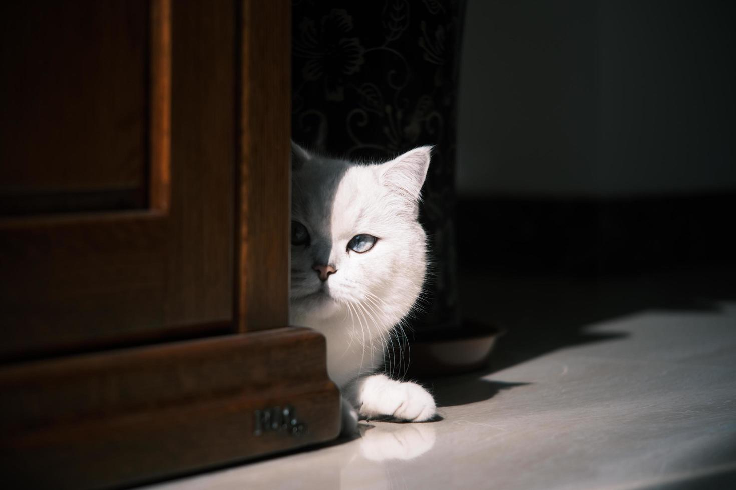 retrato do branco prata ponto gato deitado em chão foto