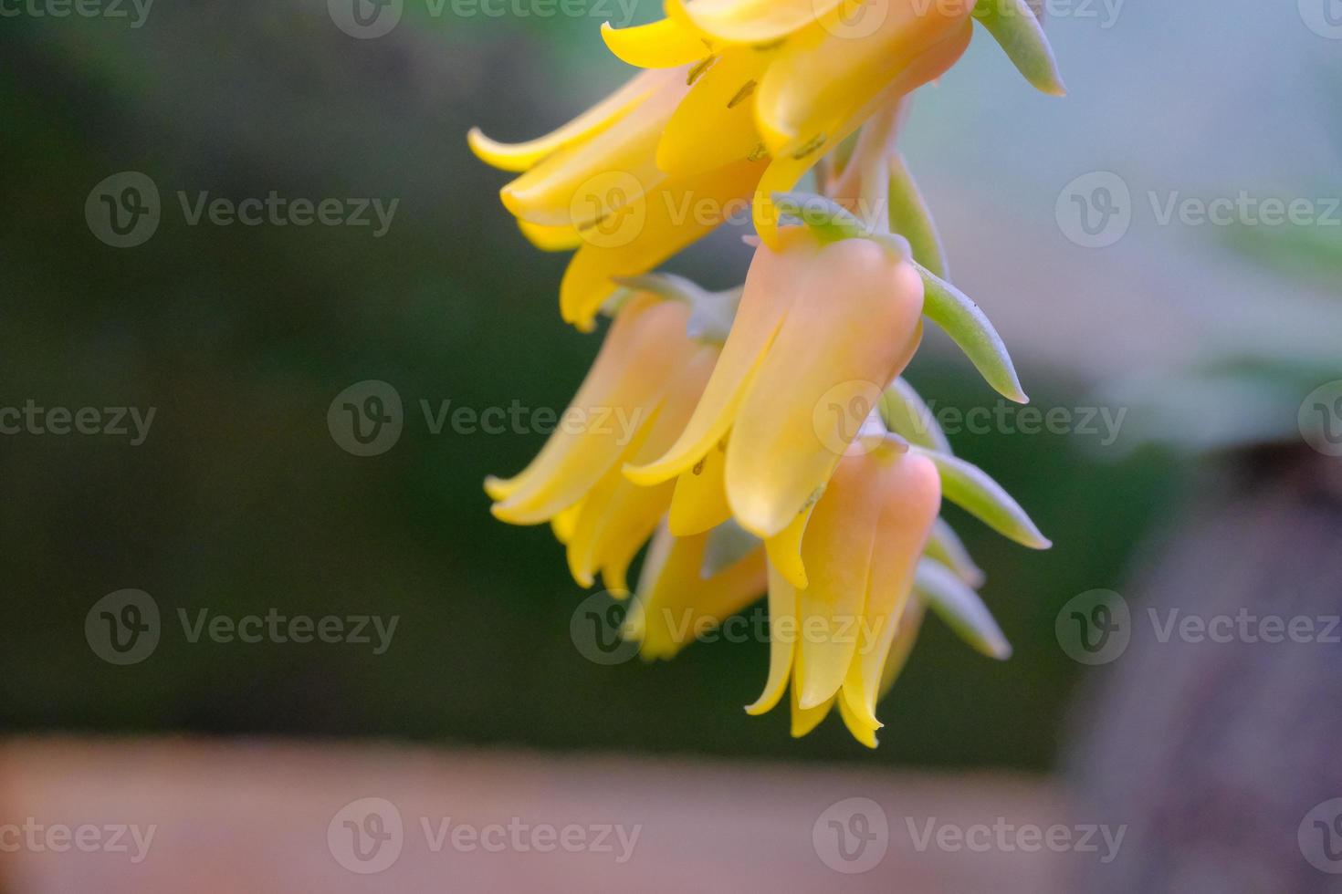 kalanchoe gastonis-bonnieri asno orelhas ou Palma sinos de praia - floral macro foto