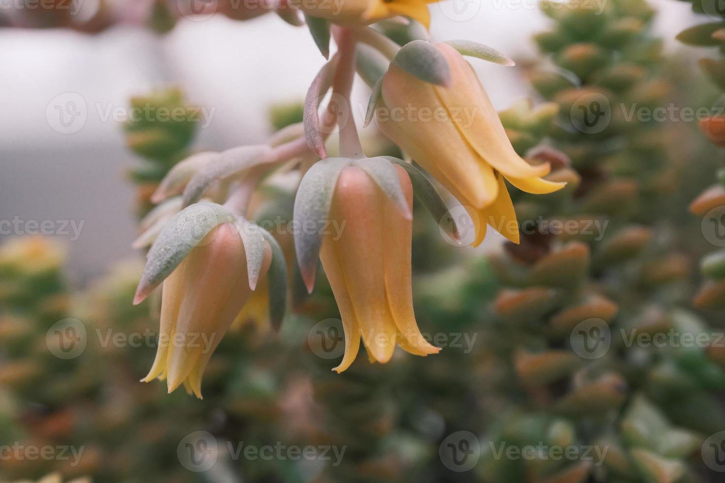 kalanchoe gastonis-bonnieri asno orelhas ou Palma sinos de praia - floral macro foto