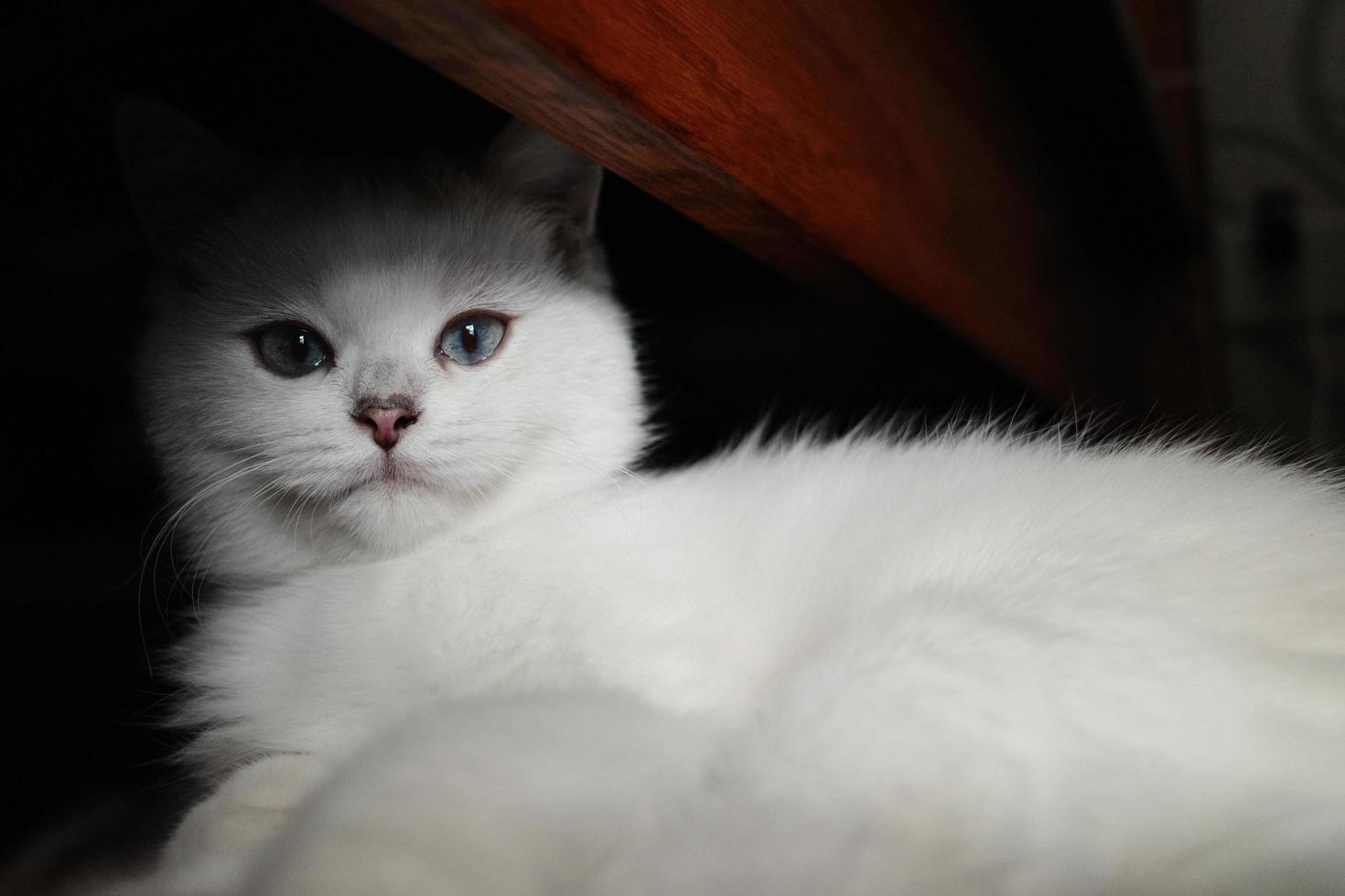 retrato do branco prata ponto gato deitado em chão foto