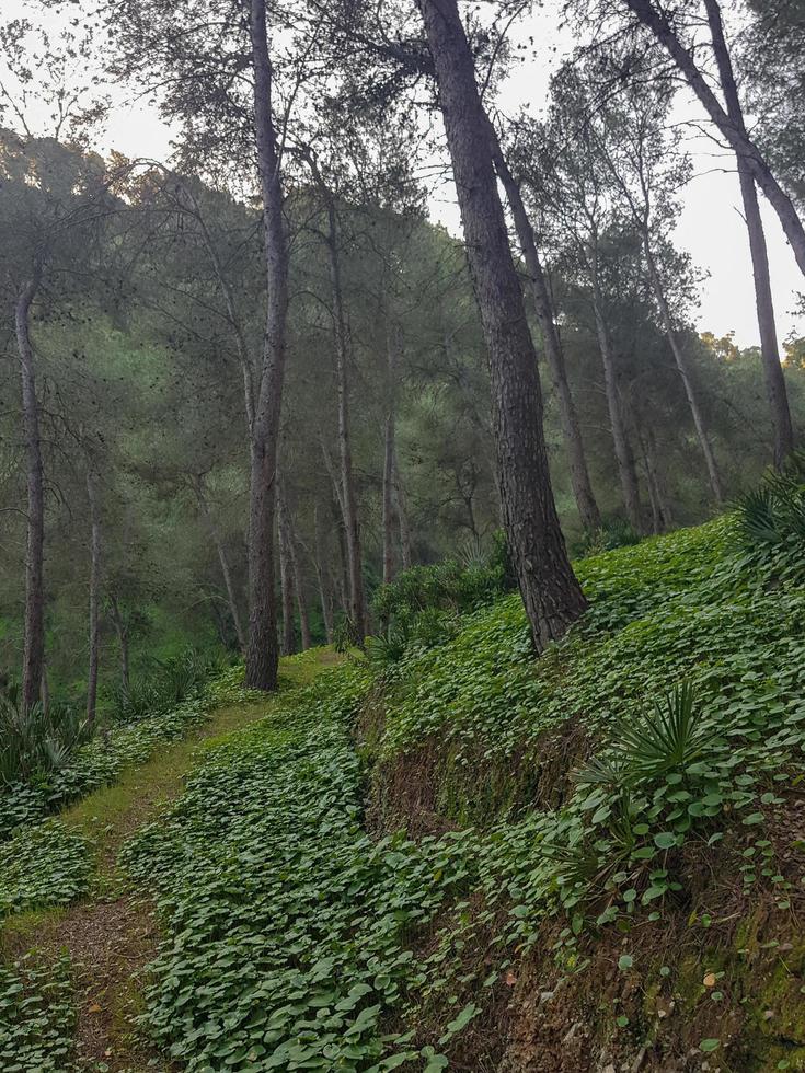 encantador cenário do a trilha entre a árvores dentro a floresta foto