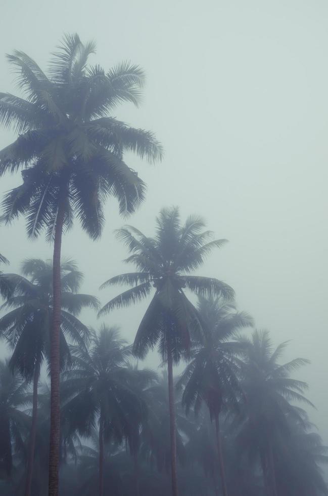 coco árvores dentro névoa do manhã foto
