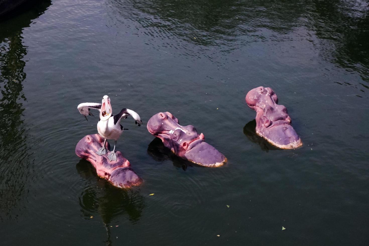 seletivo foco do pelicanos empoleirado em a cabeça do uma hipopótamo. foto