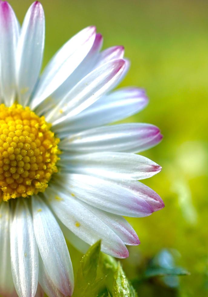 linda flor de margarida branca na primavera foto