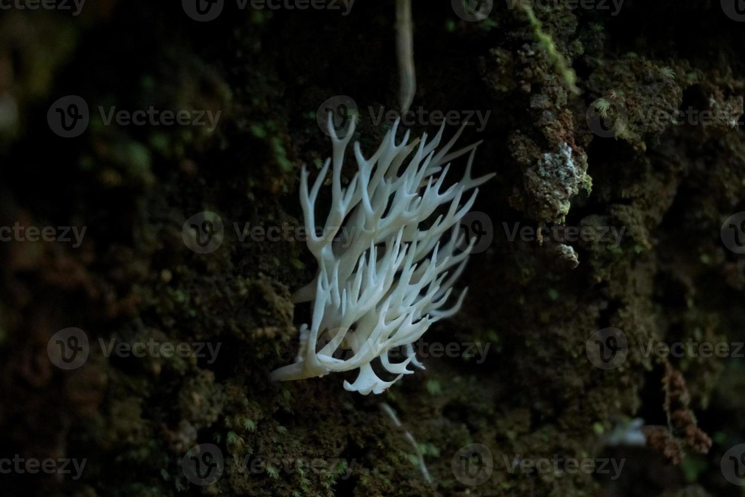 hericium erinaceus, é uma aparência única fungo com uma impressionante aparência. Está frutificação corpo tem uma tipo coral forma, com uma branco, desgrenhado exterior e longo, pendurado espinhos este assemelhar-se pingentes de gelo foto