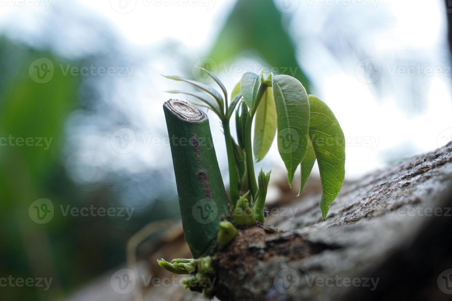 isto imagem características jovem fotos iniciando para crescer dentro uma brilhante, fresco verde cor