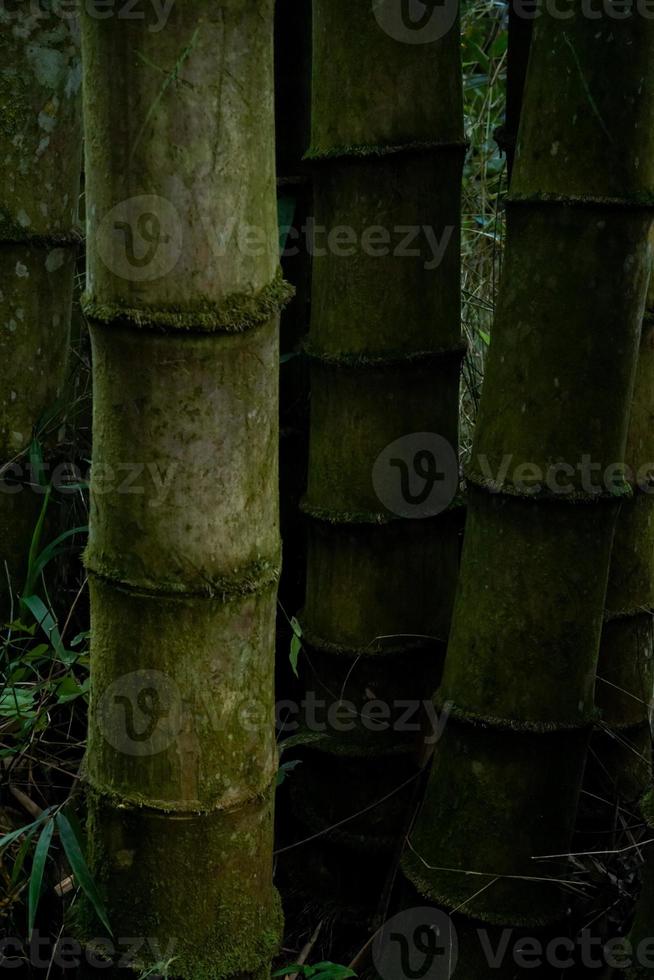 bambu árvores dentro a jardim foto