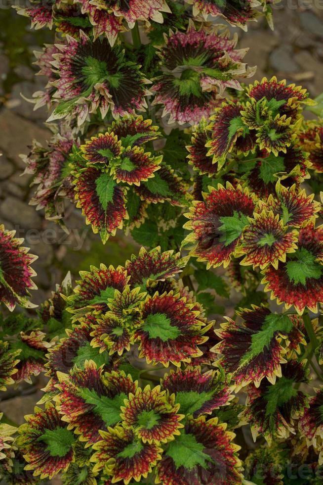 a mina plantar é coleus scutellarioides. Além disso conhecido Como a iler plantar, mina é muito amado Porque a gradações do a padrões em a folhas estão tão lindo foto