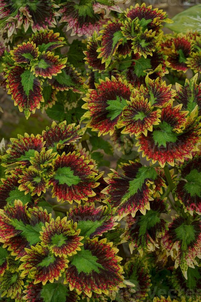 a mina plantar é coleus scutellarioides. Além disso conhecido Como a iler plantar, mina é muito amado Porque a gradações do a padrões em a folhas estão tão lindo foto