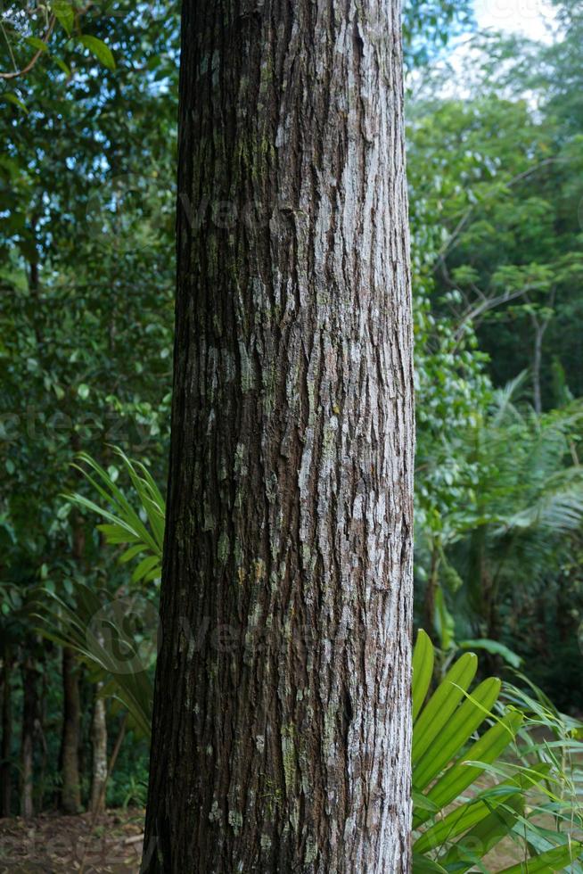 detalhe do uma ampla latido este é dentro a floresta foto