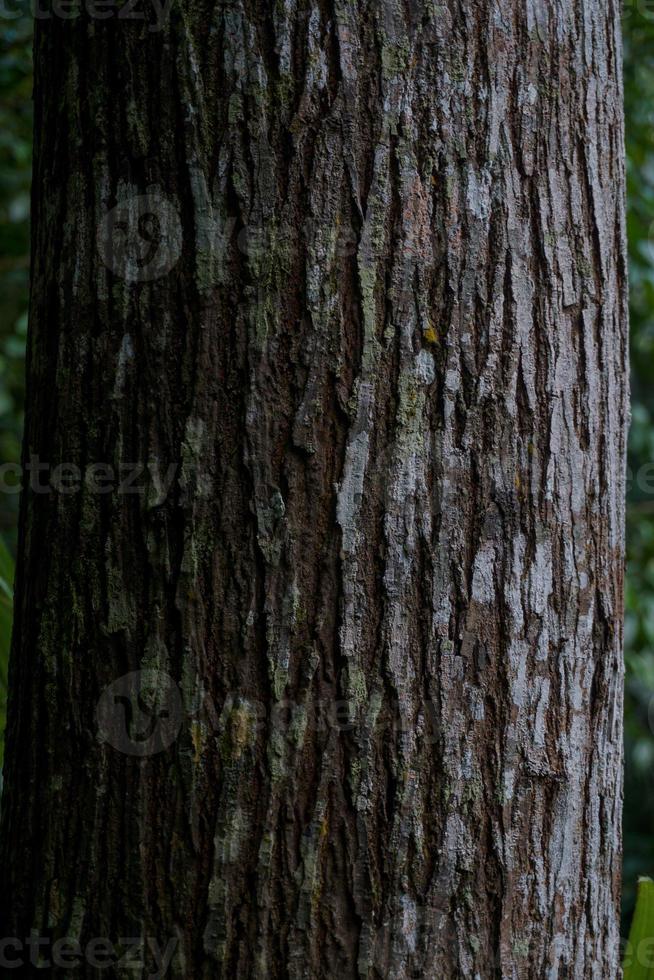 detalhe do uma ampla latido este é dentro a floresta foto