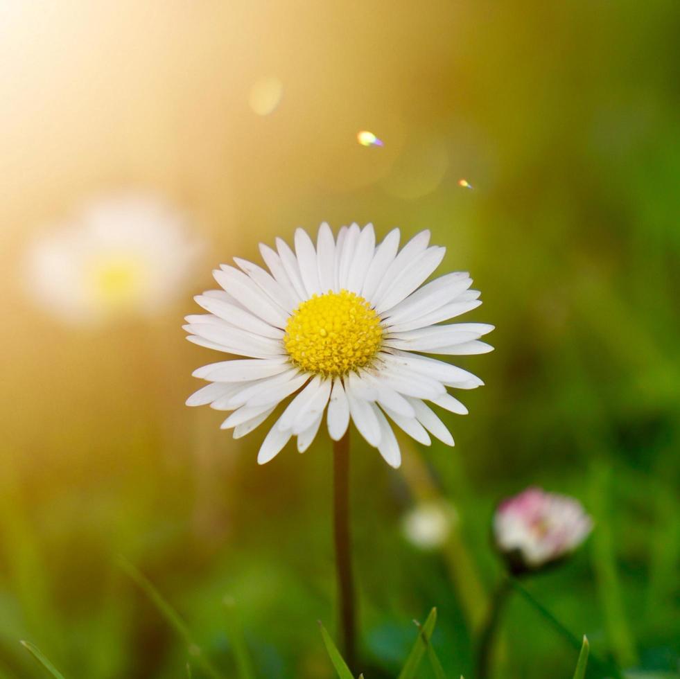 linda flor de margarida branca na primavera foto