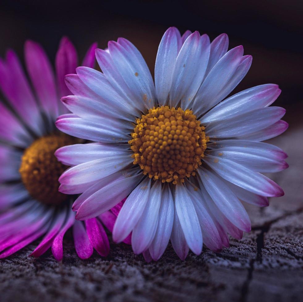 linda flor de margarida branca na primavera foto