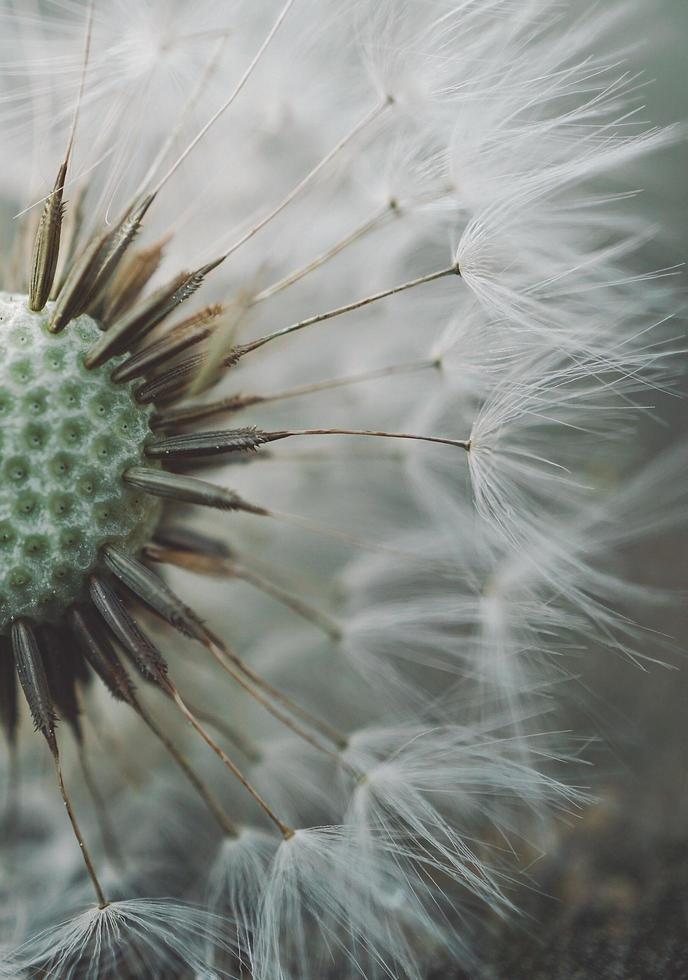 bela semente de flor de dente-de-leão na primavera foto