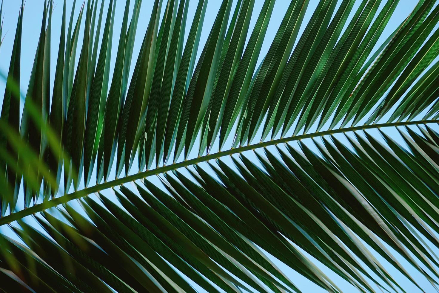 palmeira verde folhas de fundo foto