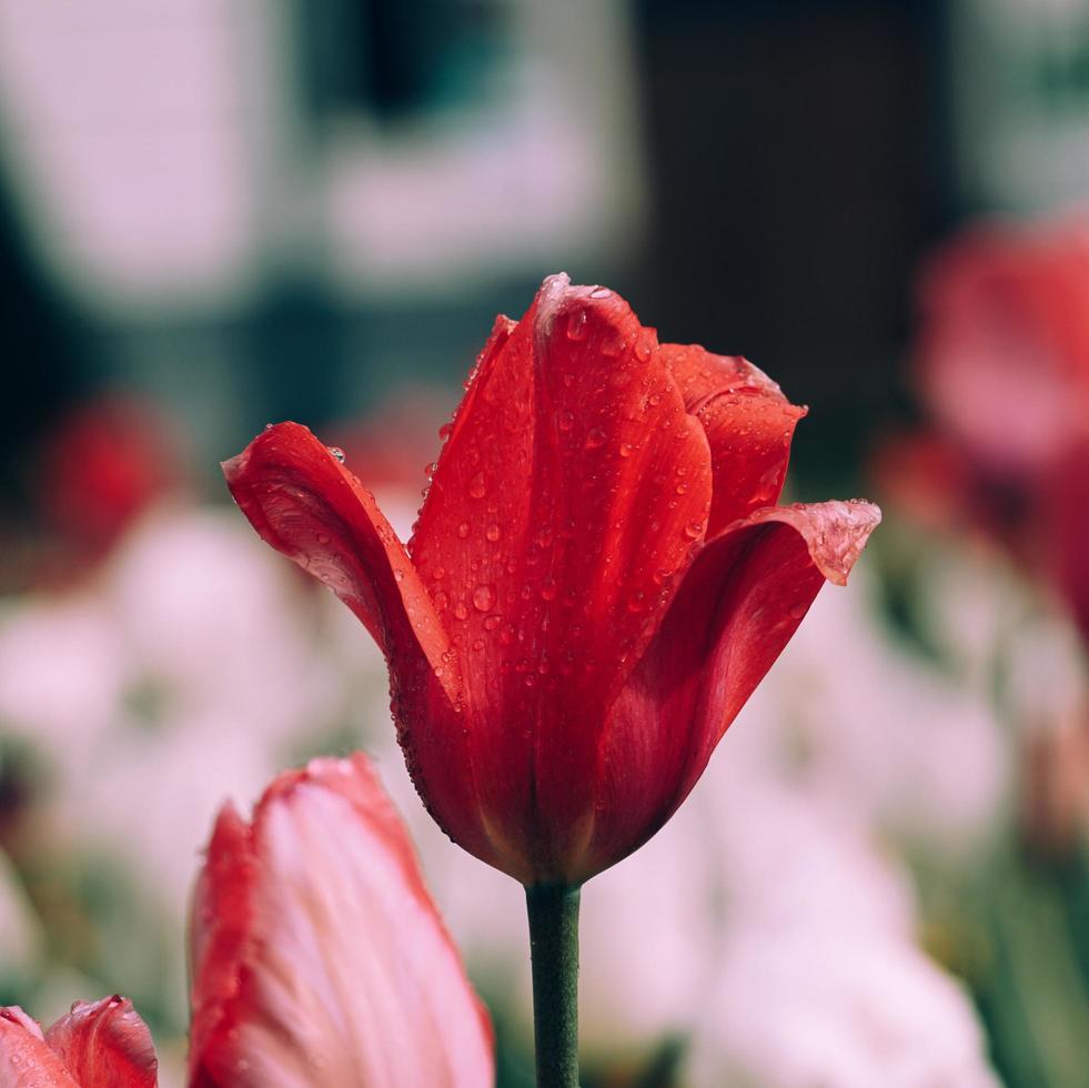 flores de tulipa rosa vermelha no jardim na primavera foto