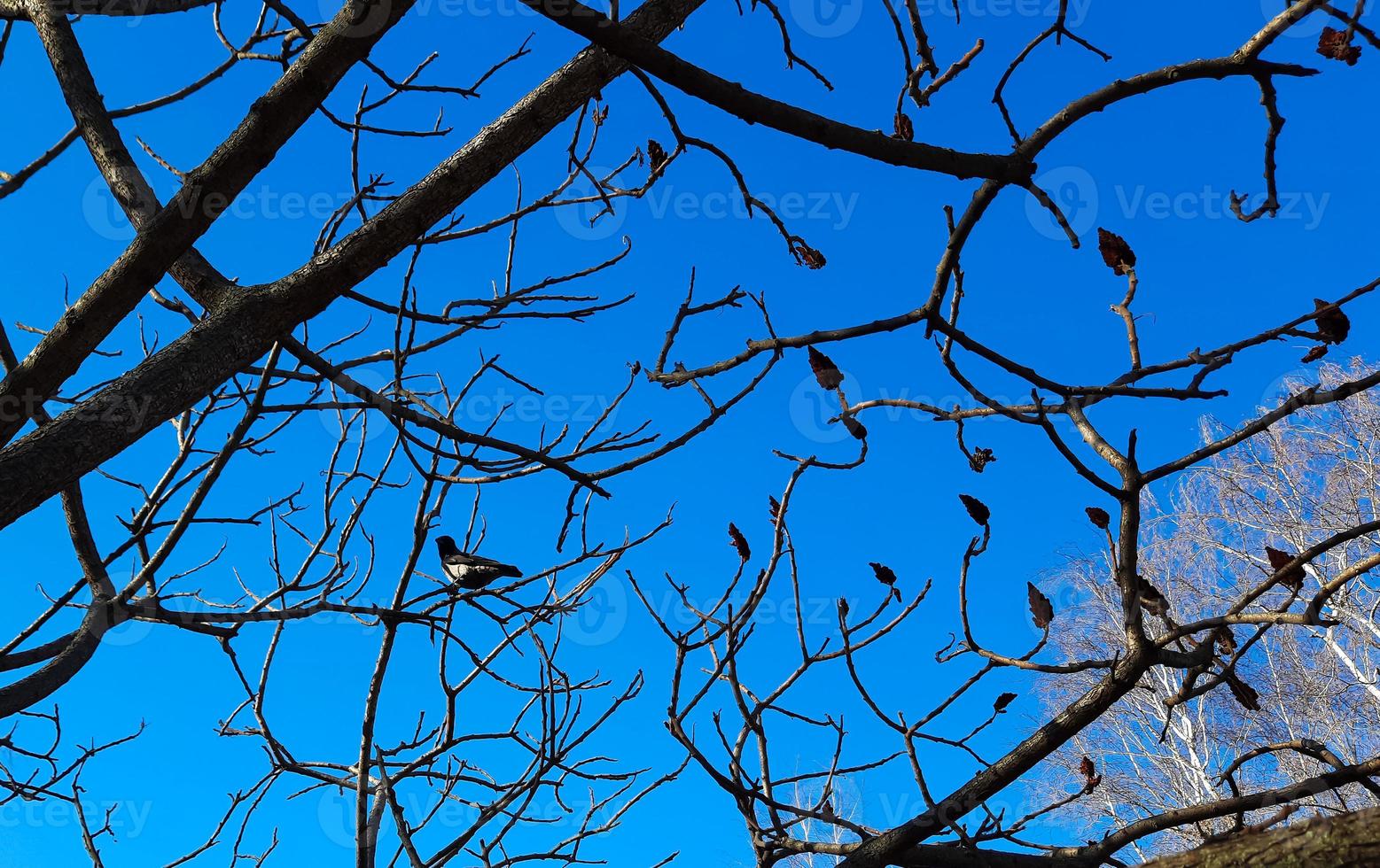 sumagre chifre de veado dentro cedo Primavera dentro a cidade parque. ampla coroa do rhus tifina eu com último anos brilhante vermelho frutas. foto