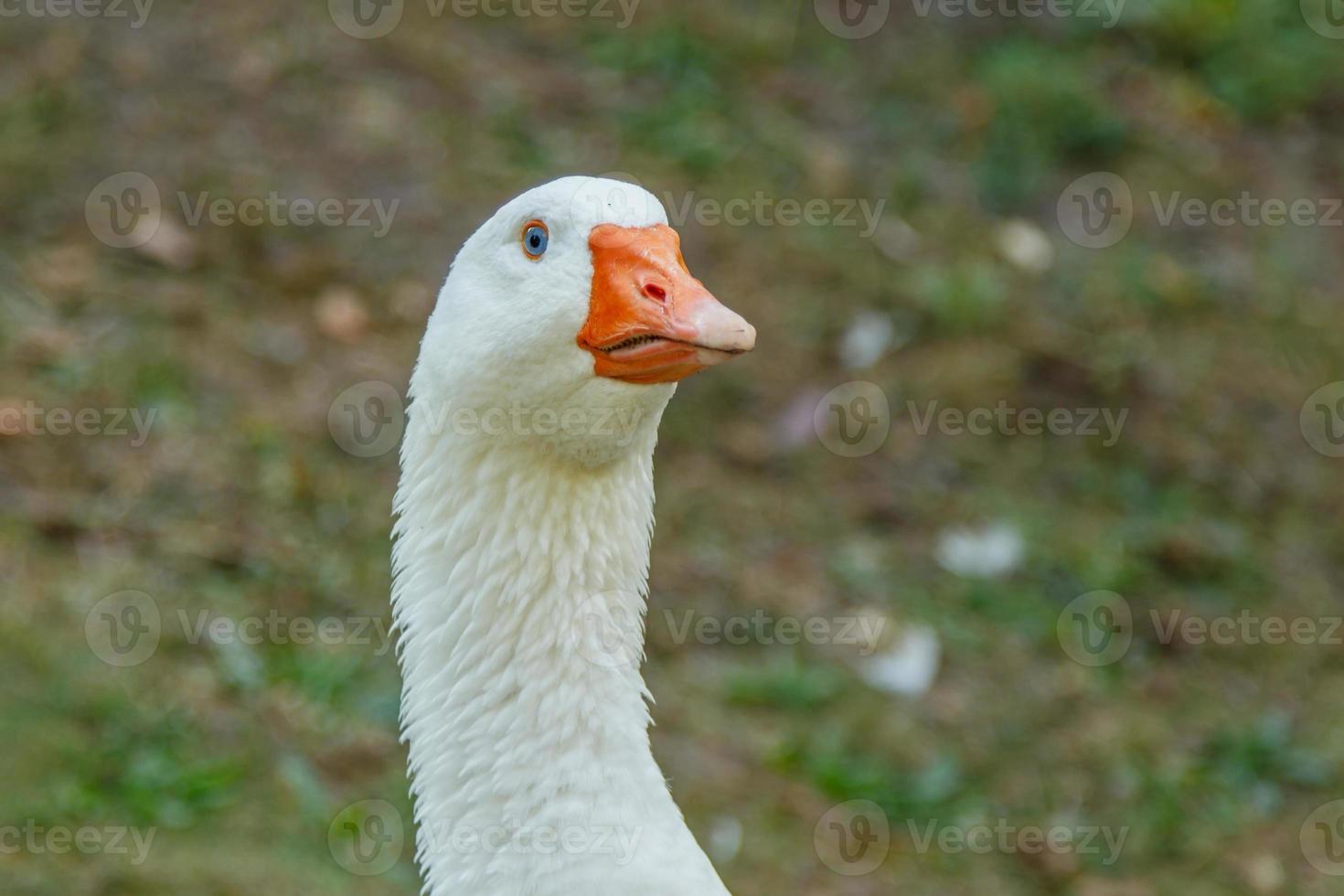 belos cisnes sentam-se na grama verde foto