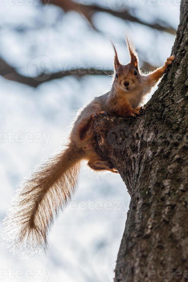 esquilo senta-se em uma árvore foto