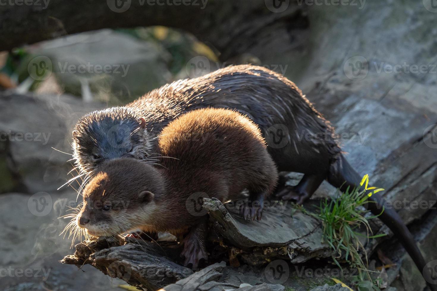 jovem ásia garras pequenas lontra Além disso conhecido Como a oriental garras pequenas lontra. isto é a o menor lontra espécies dentro a mundo. foto