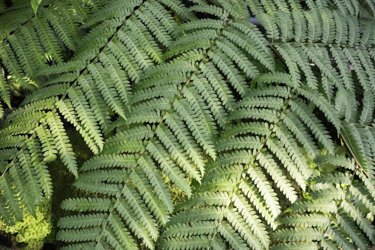 fundo de planta de samambaia foto