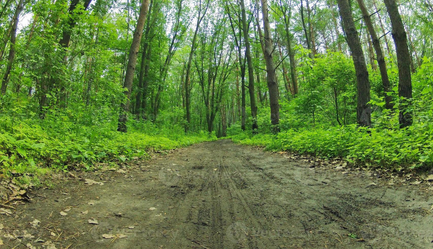 floresta sujeira estrada foto