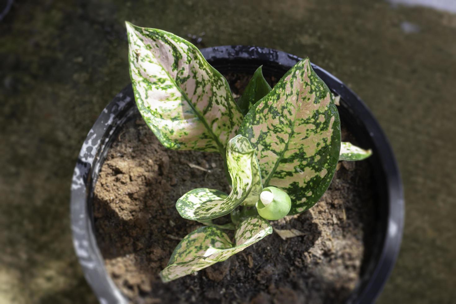 a flor aglaonema modestum desabrochando foto