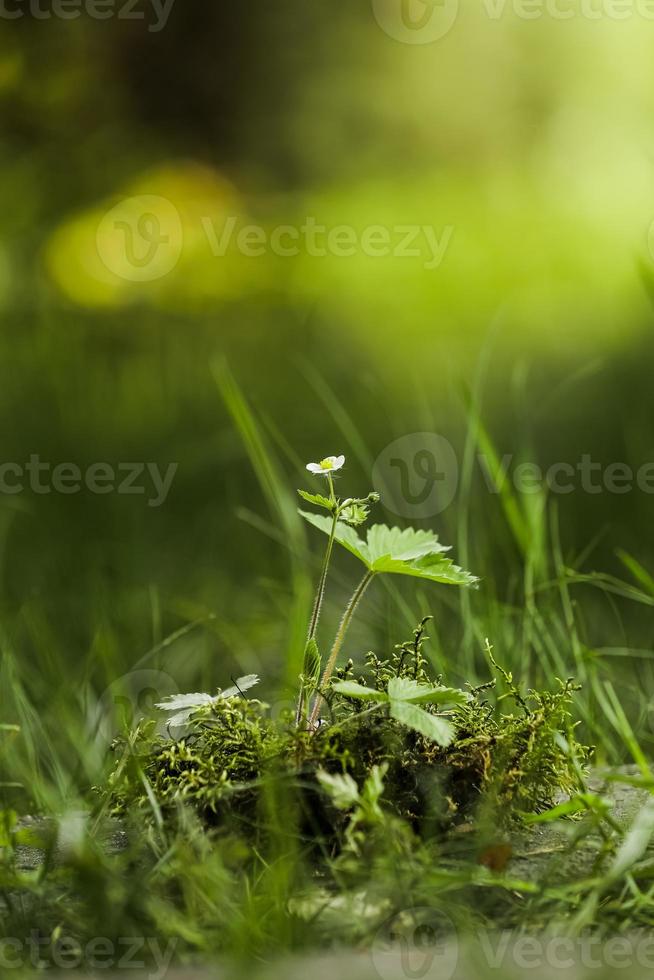 uma jovem plantar selvagem morangos crescendo entre a musgo dentro a floresta. floresta conservação conceito foto