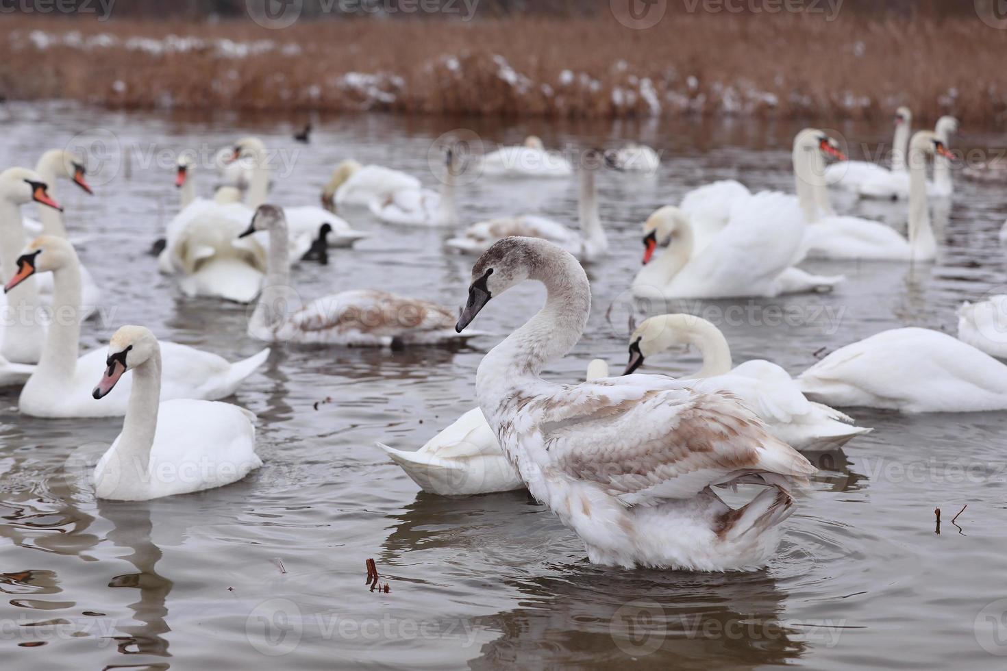 rebanho de cisne branco na água da nascente. cisnes na água. cisnes brancos. lindos cisnes brancos flutuando na água. cisnes em busca de comida. foco seletivo foto