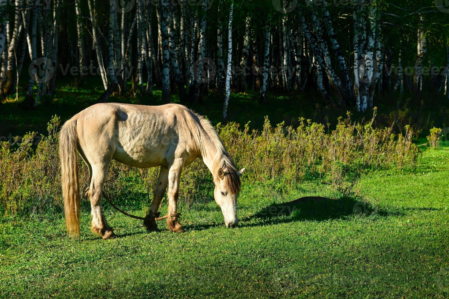 gado forrageamento dentro frente do a lindo bétula floresta dentro Primavera dentro hemu Vila, Xinjiang foto