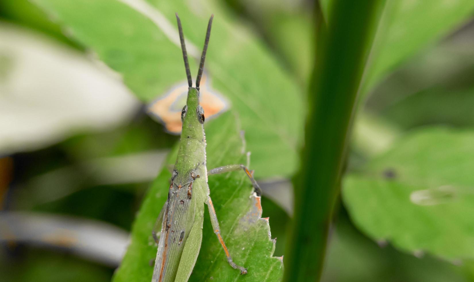 fechar acima verde gafanhoto em uma folha, inseto plano de fundo, fauna foto